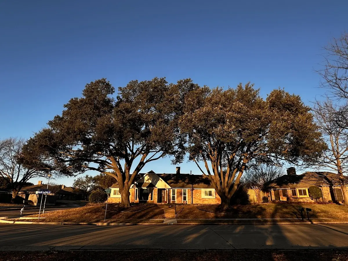 Established residential canopy tree shading a home in Ripon