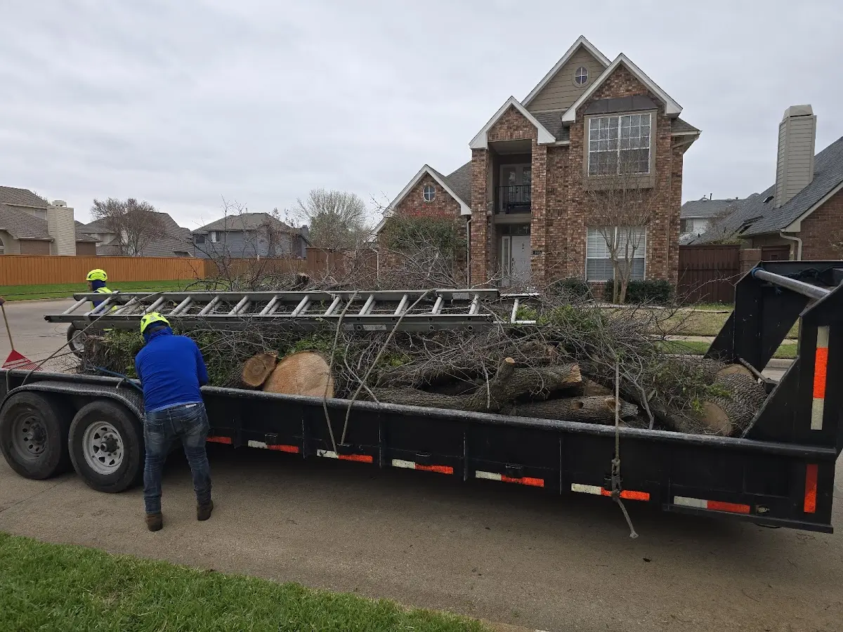 Expert Tree Fertilization with proper safety equipment in Ripon